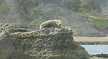 Watch the seals sunbathing