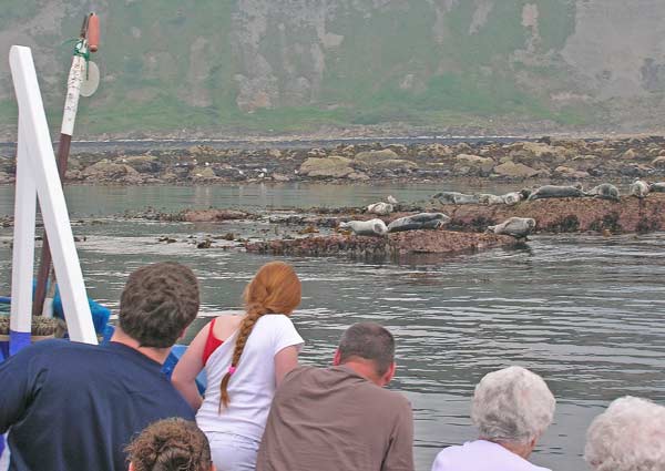 Sail south along the picturesque coastline to see Common and Grey seals at Casty Rocks.