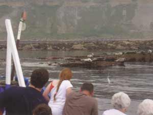 Watch the seals sunbathing