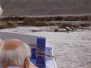 see a Puffin or a Porpoise!